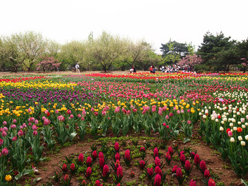春季的 北京植物園