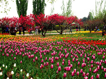 春季的 北京植物园