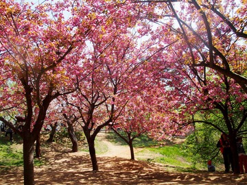春季的 青岛市 中山公园