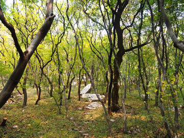 潍坊市 临朐县 石门坊风景区