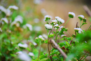 田边的咸虾花