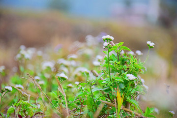 田边的咸虾花