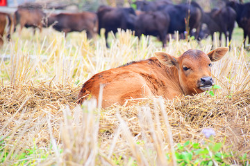 夏天躺在草地上的黄牛