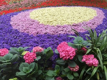 花海 圆圈花海