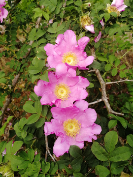 刺梨花