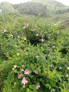 刺梨花