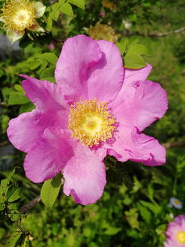 刺梨花