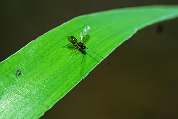 茧蜂