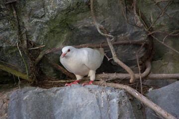 鸽子