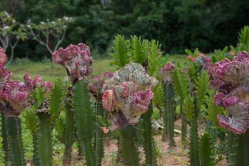 仙人掌花