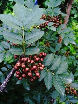 花椒树