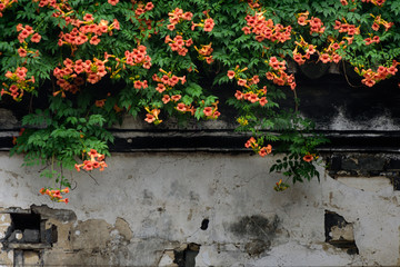 花卉 凌霄