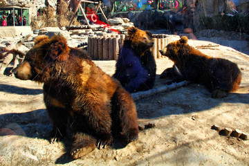 棕熊 北京动物园