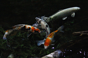 锦鲤 欢腾 水族馆