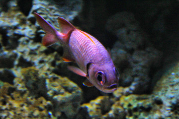 热带鱼类 水族馆 北京海洋馆