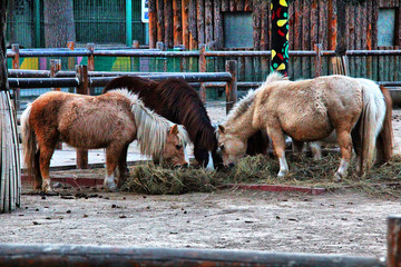 北京动物园 蒙古矮马