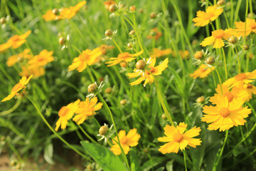 金鸡菊 黄菊花