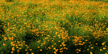 金鸡菊 黄菊花