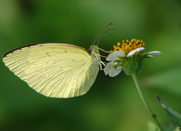 一只黄粉蝶栖息在白花鬼针草上