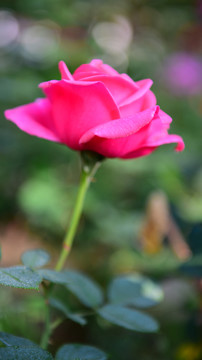 一朵月季花