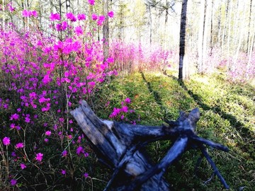 杜鹃花