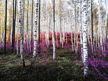 杜鹃花