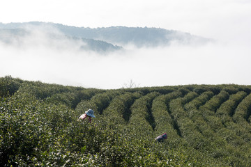 茶园风光