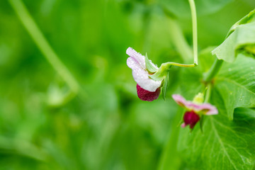 豌豆花