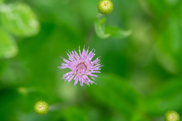 刺儿菜