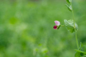 豌豆花