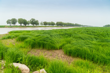 湿地青草