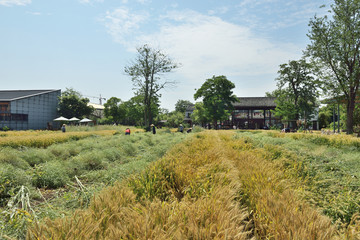 麦子地