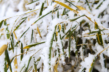 雪中翠竹