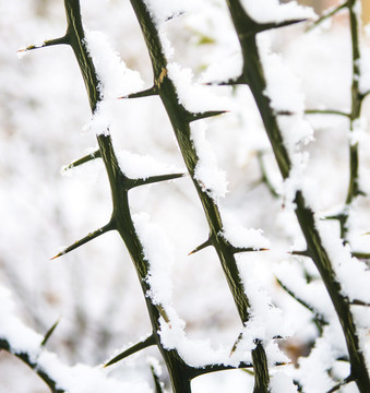 雪中枳