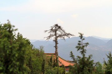 北岳恒山 恒山松