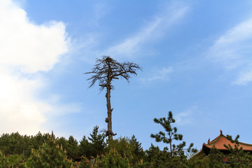 北岳恒山 恒山松