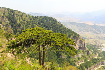 北岳恒山 姊妹松