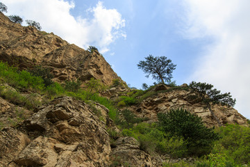 北岳恒山恒山松