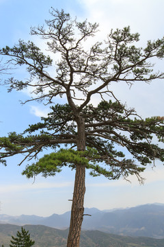 北岳恒山 悬根松