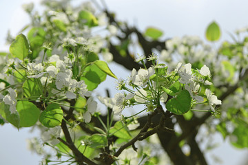 枝头梨花 春天梨花 白色花朵