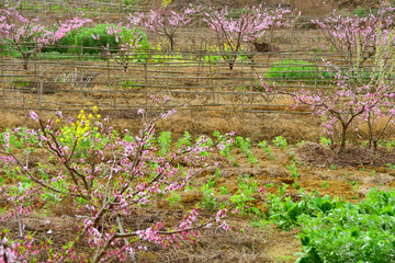 田园风光 桃花盛开 乡村菜地