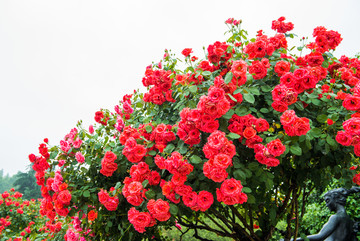 雨后花朵 花朵上的水珠 月季花