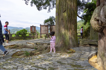 福建周宁县鲤鱼溪 大松树