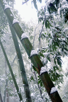 雪后的竹海