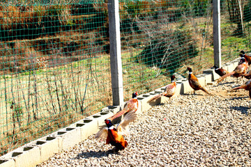 七彩山鸡 野山鸡养殖基地