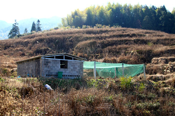 野山鸡 七彩山鸡 基地