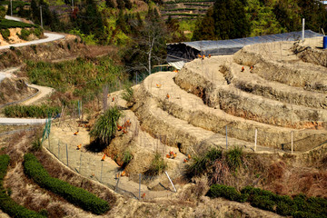 跑山鸡  鸡类养殖基地