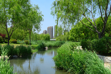 绿色图片 公园背景