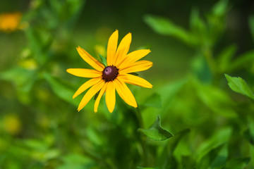 黑心金光菊 （2）