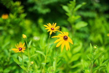 黑心金光菊 （5）